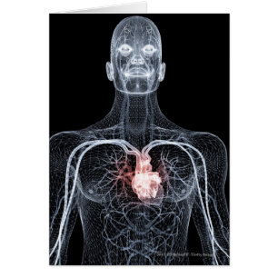 Wireframe des vaisseaux sanguins dans le corps