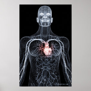 Wireframe of the blood vessels in the upper body 2 poster