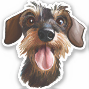 Wirehair Dachshund