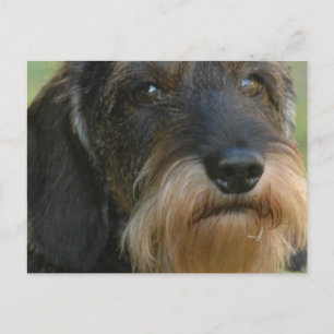 wirehaired dachshund.png postcard
