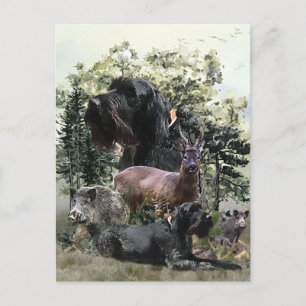 Wirehaired Pointer , Outdoors Hunting Postcard