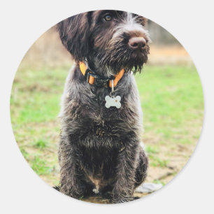 Wirehaired pointing Griffon puppy Classic Round Sticker