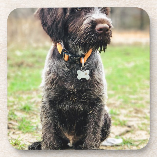 Wirehaired pointing Griffon puppy Coaster (Front)