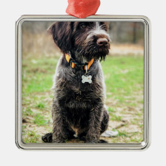 Wirehaired pointing Griffon puppy Metal Ornament