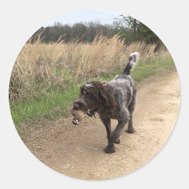 Wirehaired Pointing Griffon quail hunting sticker (Front)