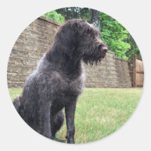 Wirehaired Pointing Griffon Sticker
