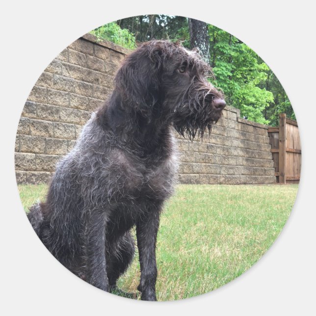 Wirehaired Pointing Griffon Sticker (Front)