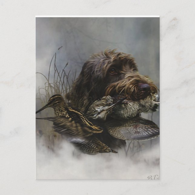 Wirehaired Pointing Griffon , Woodcock hunting     Postcard (Front)