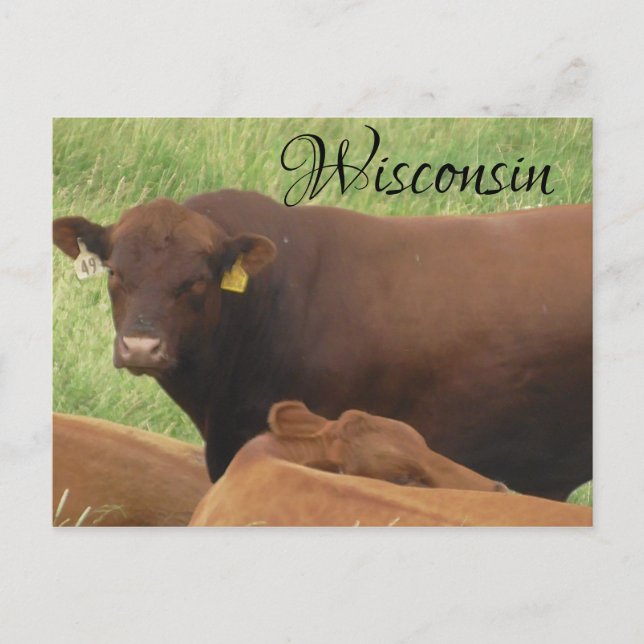 Wisconsin Cow Photograph  Souvenir  Postcard (Front)