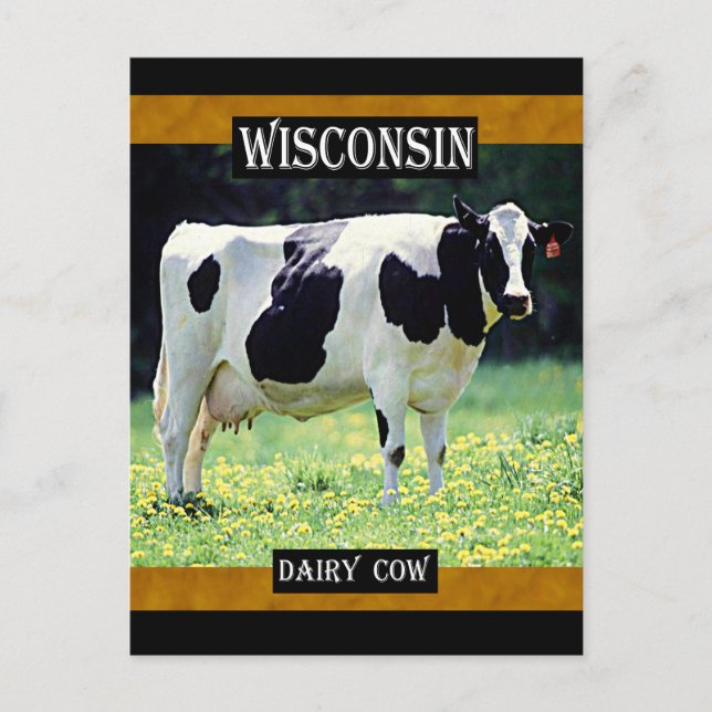 Wisconsin Dairy Cow Postcard (Front)