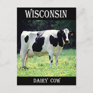 Wisconsin Dairy Cow Postcard