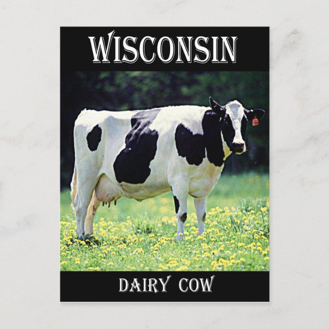 Wisconsin Dairy Cow Postcard (Front)