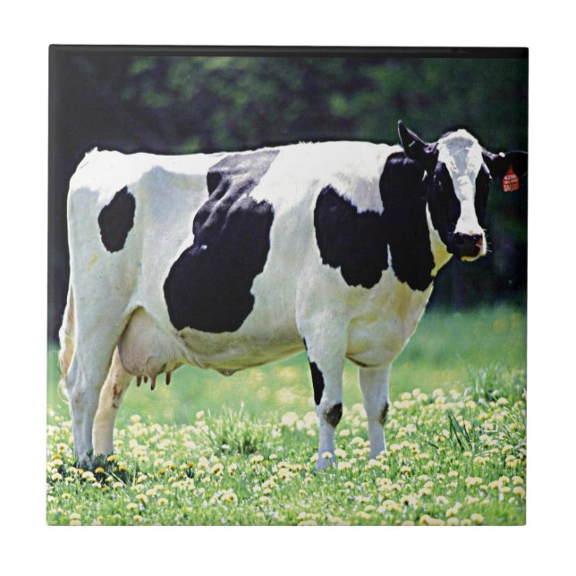 Wisconsin Dairy Cow Tile (Front)