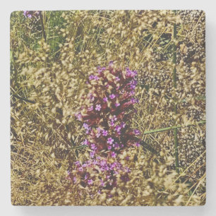Wisconsin Purple Wildflower , Fall Close-up Stone Coaster