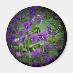 Wisconsin State Flower: Wood Violet spotlight Magnet