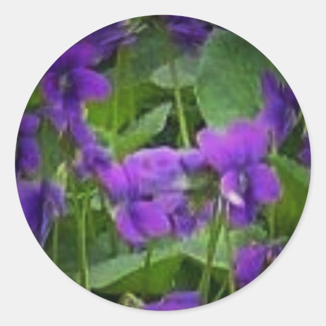 Wisconsin State Flower: Wood Violet Sticker (Front)