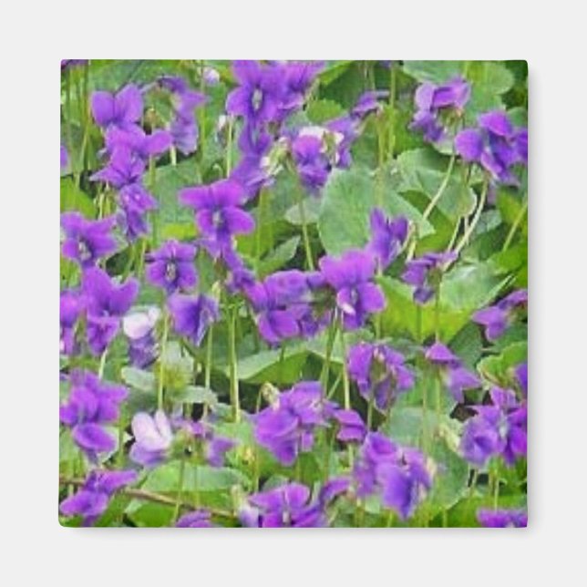 Wisconsin Wood Violets - Customized Magnet (Front)
