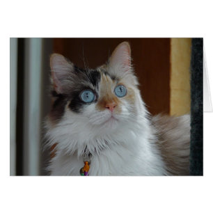 Wisdom Looks Up Card