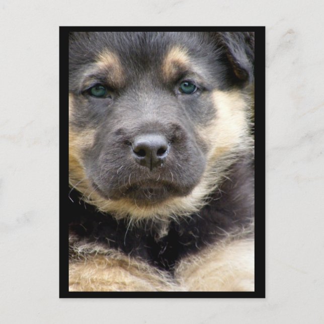 Wise Eyes Postcards (Front)