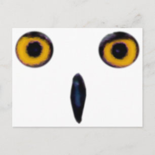Wise Old Owl Eyes Postcard