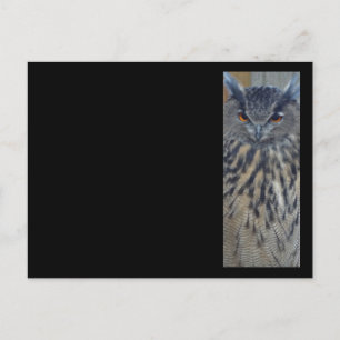 Wise One Postcard