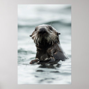 Wise Otter Poster