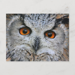 Wise Owl Postcard