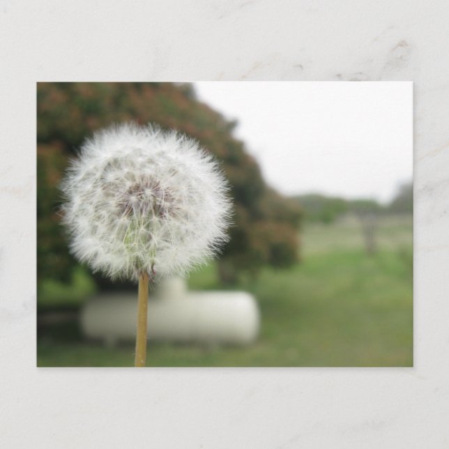 wishing postcard (Front)