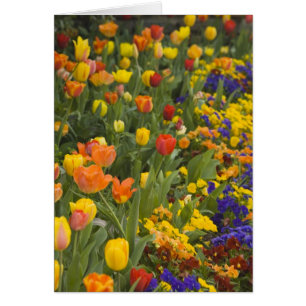 Wisteria and tulips in garden of Dumbarton