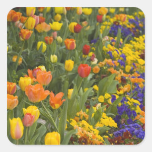 Wisteria and tulips in garden of Dumbarton Square Sticker