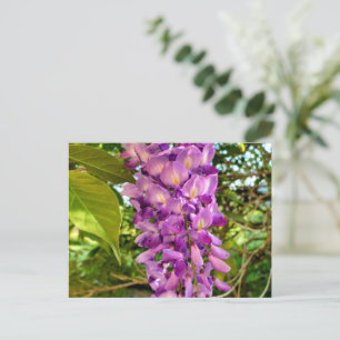Wisteria Bloom Postcard