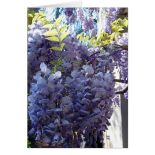 Wisteria Cluster