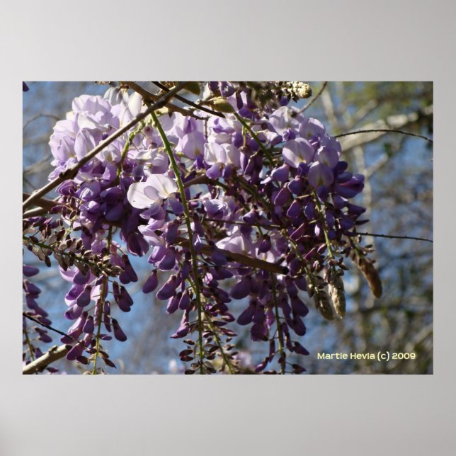 Wisteria Cluster Poster (Front)