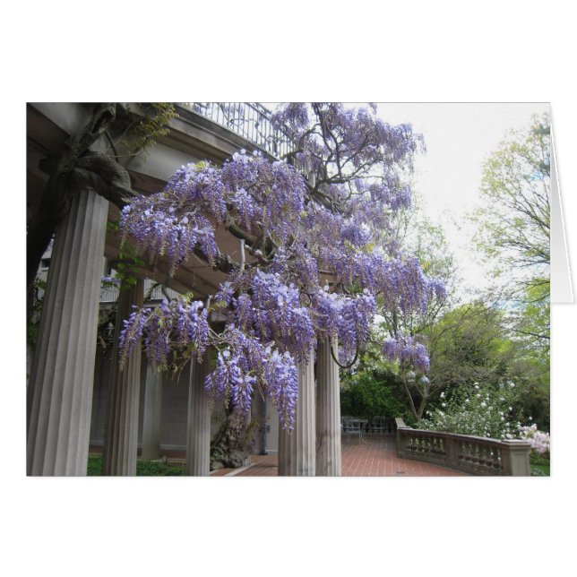 Wisteria Columns (Front Horizontal)