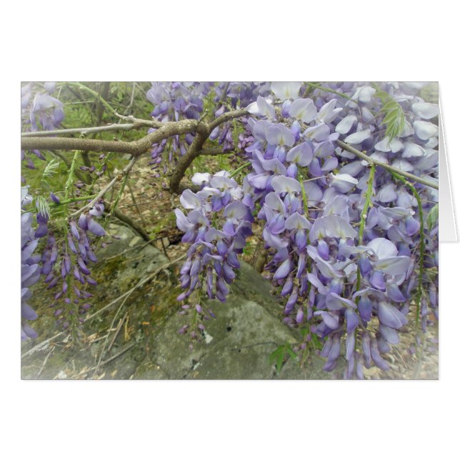 Wisteria dans les bois (Devant horizontal)