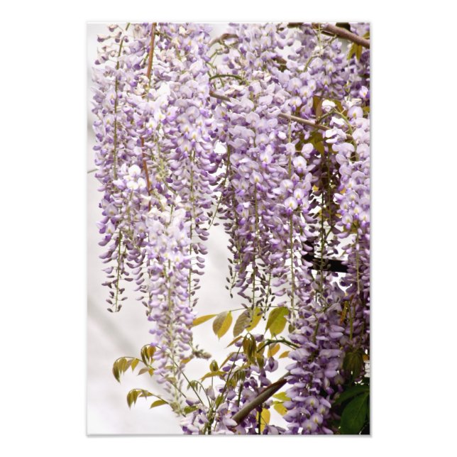 Wisteria Flowers 1 Photo Print (Front)