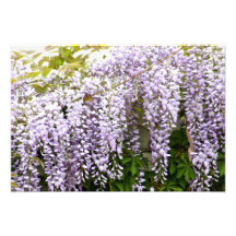 Wisteria Flowers