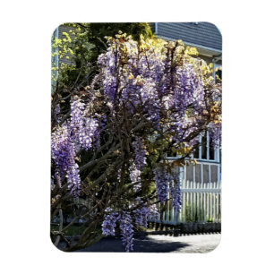 Wisteria in Bloom Magnet