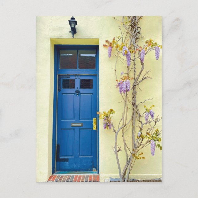 Wisteria in Bloom New York Postcard (Front)
