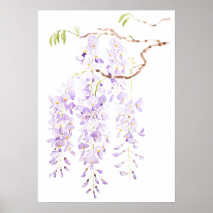 wisteria in bloom poster