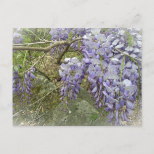 Wisteria in the Woods Postcard