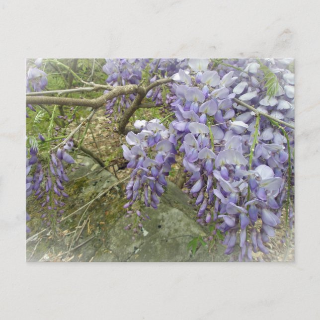 Wisteria in the Woods Postcard (Front)