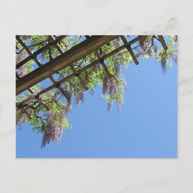 Wisteria: Japan Postcard (Front)