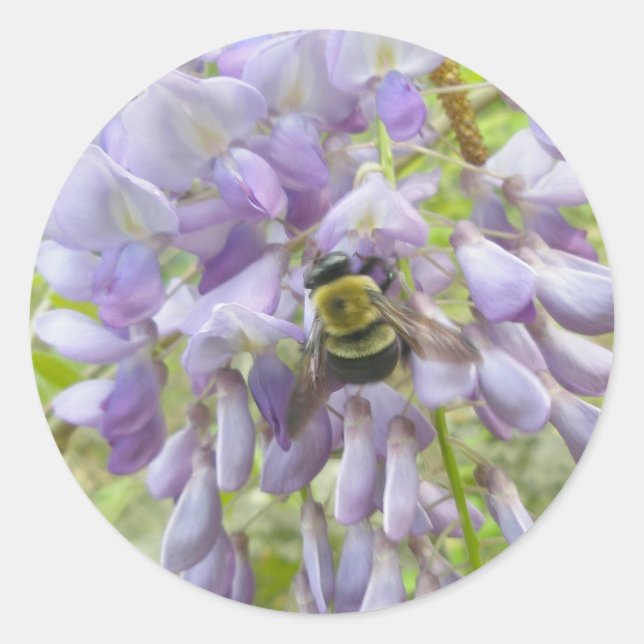 Wisteria & Male Carpenter Bee Stickers (Front)