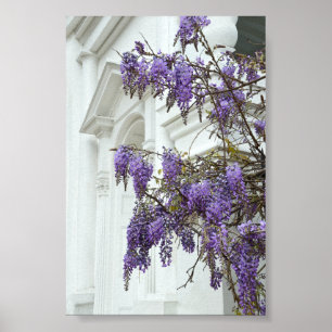 Wisteria, Old Church, Charleston, South Carolina Poster