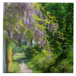 Wisteria on a country lane ceramic tile