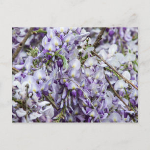 Wisteria Postcard