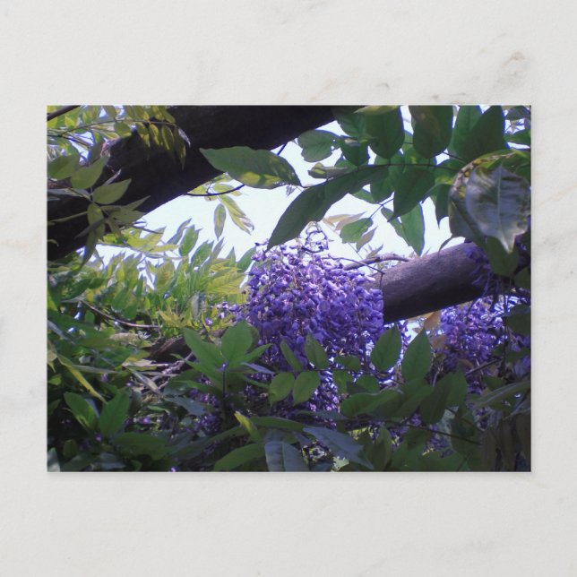 Wisteria Postcard (Front)