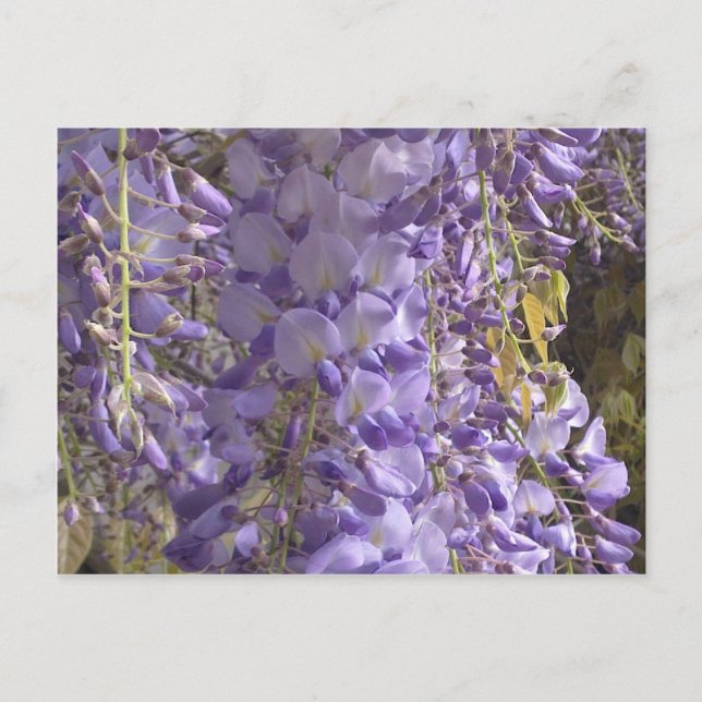 Wisteria Postcard (Front)