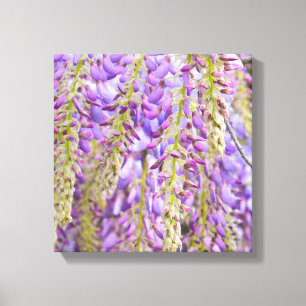 Wisteria Purple Floral Blossom Tree Violet Canvas Print